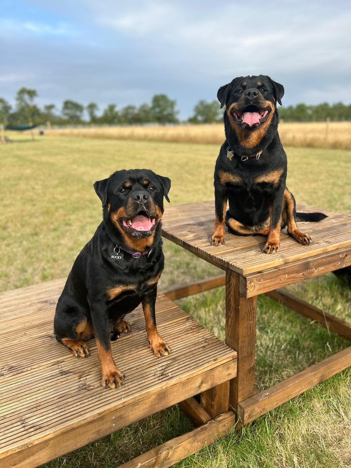 Professional dog training at Ru's Dog School